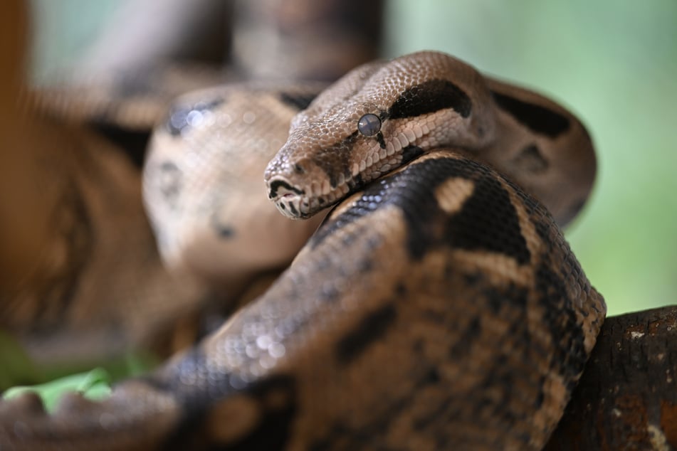 Im Rems-Murr-Kreis wurde eine exotische Boa gesichtet. (Symbolbild)