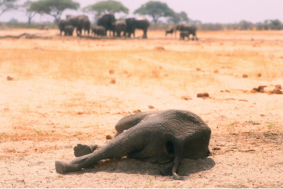 Laut den Behörden in Simbabwe sind bisher mehr als 200 Elefanten bei der extremen Dürre gestorben.