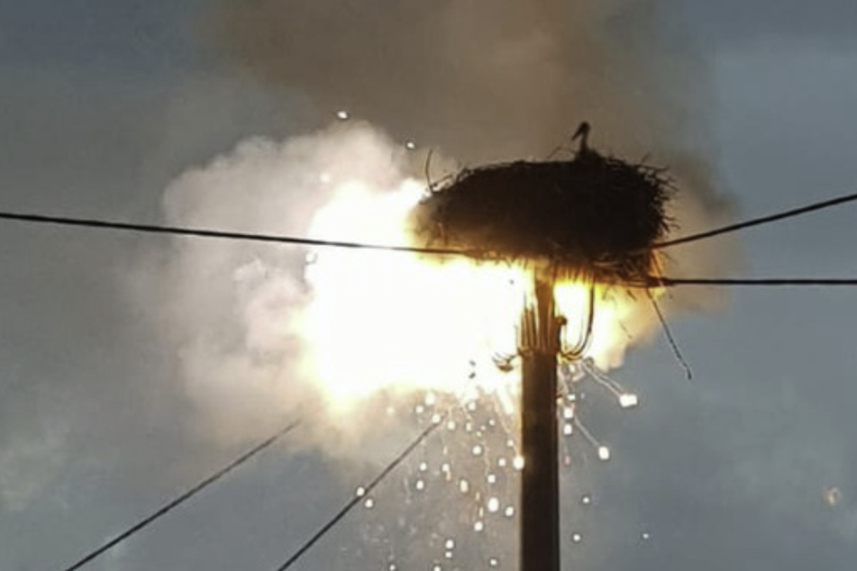 Die Störche bibbern im Nest um ihr Leben.