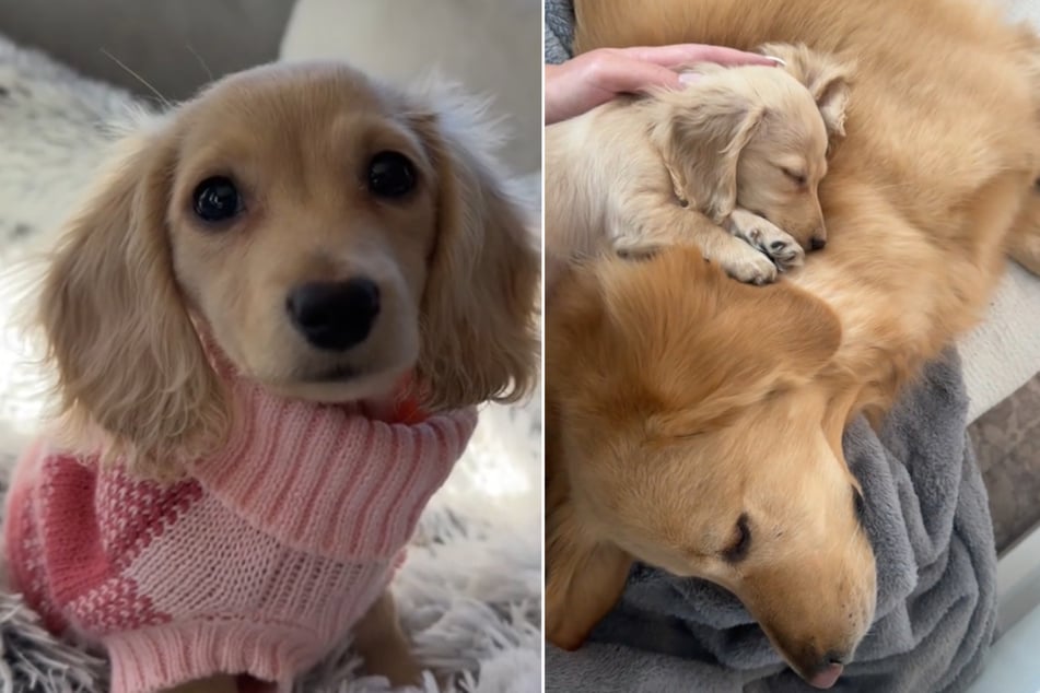 Los dos amigos de cuatro patas son un solo corazón y una sola alma, a pesar de la enorme diferencia de tamaño.