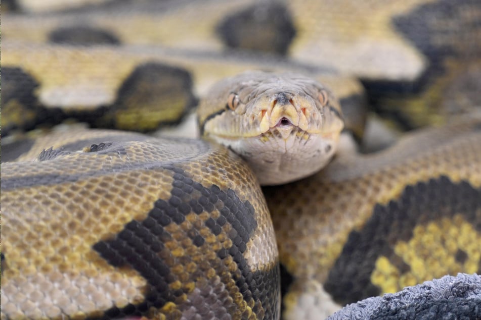 Python tötet Mann auf dem Heimweg und verschlingt ihn komplett