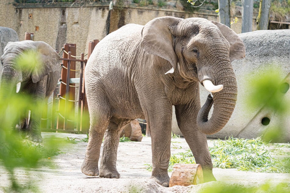 Der im Basler Zoo lebende Elefantenbulle Tusker musste eingeschläfert werden.