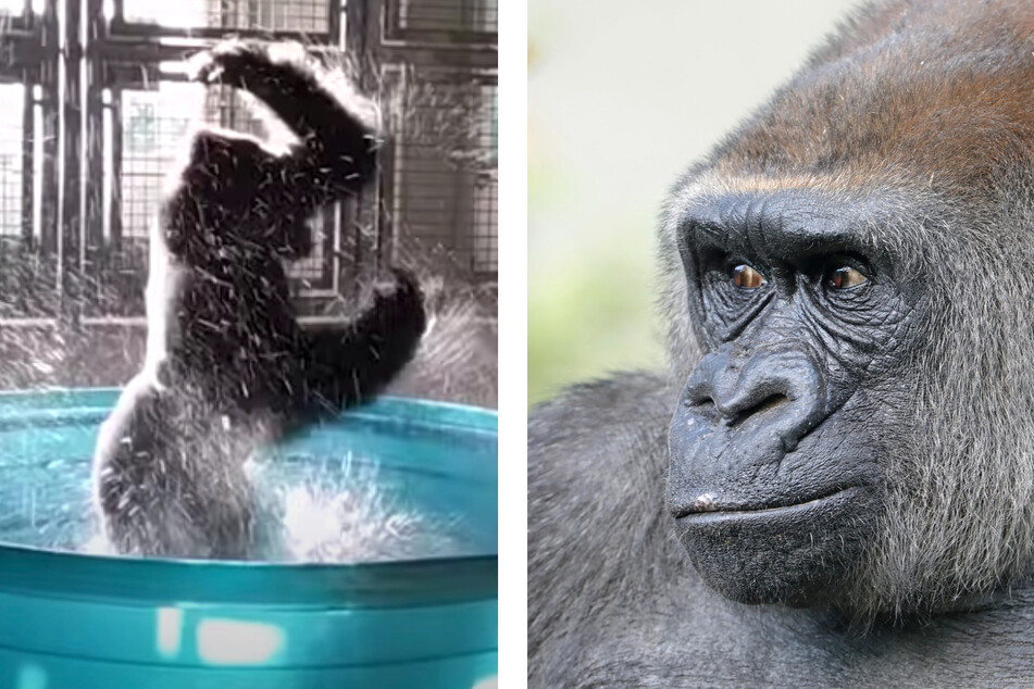 A new study says that great apes like gorillas spin around to make themselves dizzy.