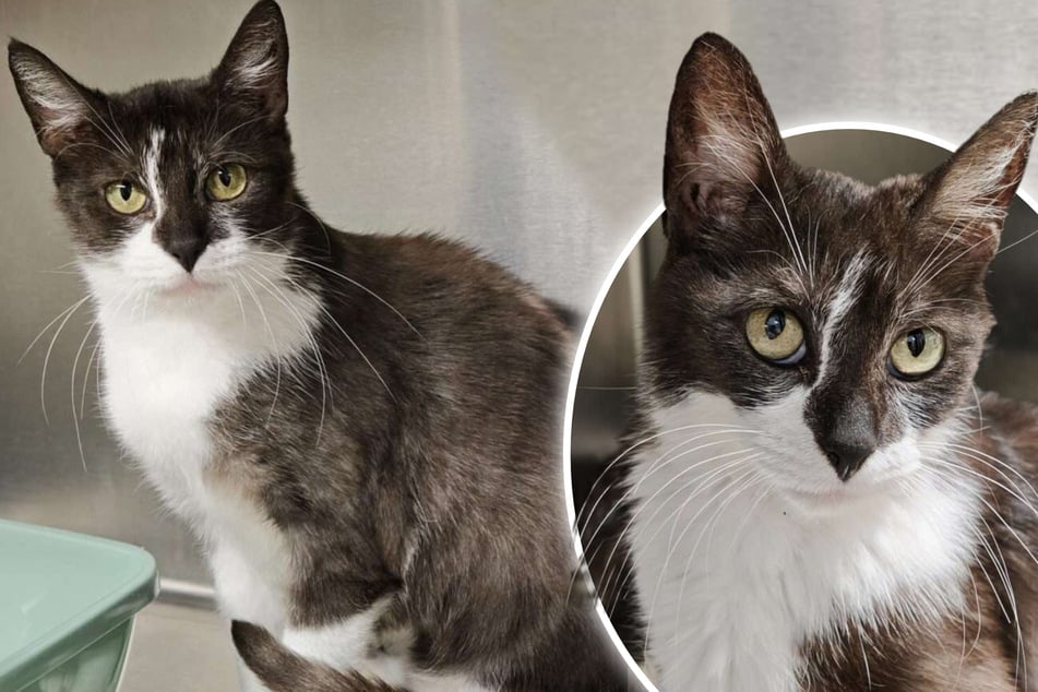 Katze Finchen wartet im Tierheim: Wer schenkt ihr endlich ein Zuhause?