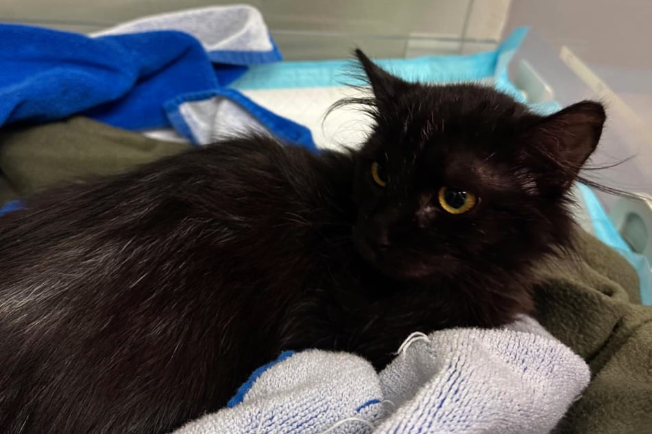 Immer wieder leidet "Besen" unter extremen Schwankungen der Körpertemperatur.