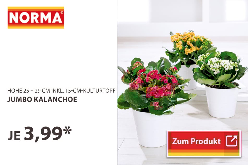 Jumbo Kalanchoe