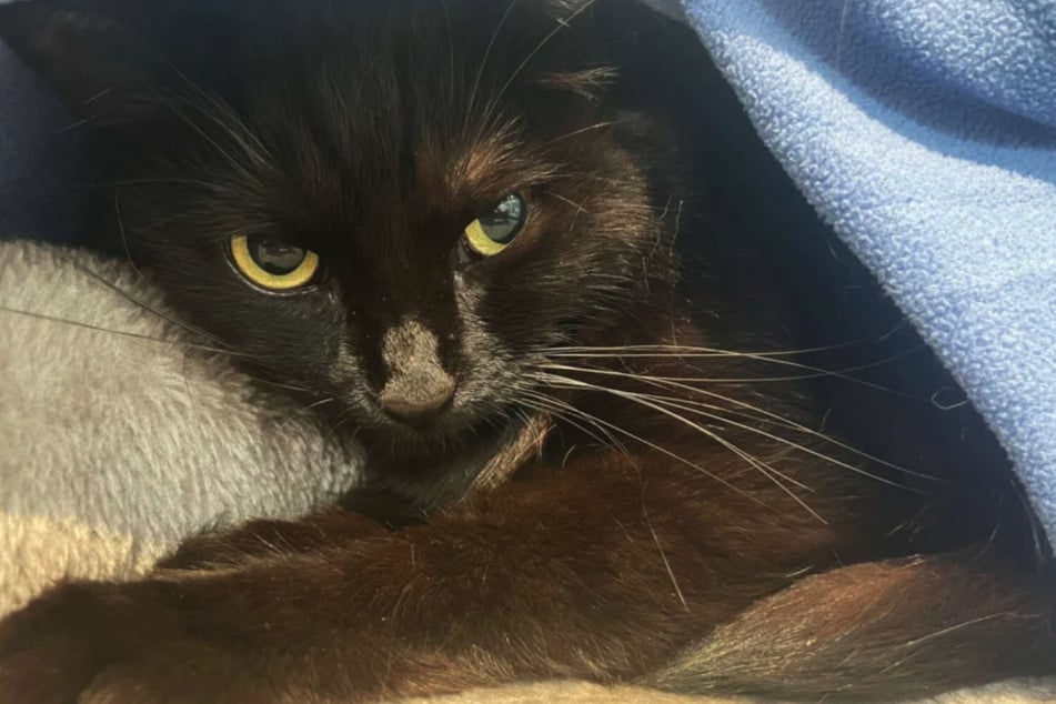 La gata Ella quiere encontrar un nuevo hogar con su hermana Elke y salir del refugio de animales de Berlín.