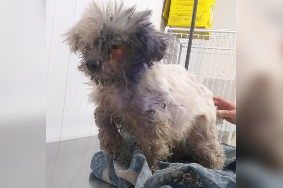 Der Hund war in einem schlimmen Zustand, als er gefunden wurde.
