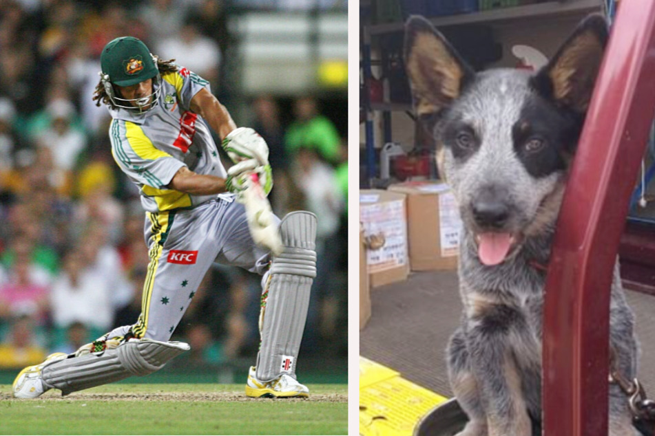 Cricket-Star stirbt bei mysteriösem Unfall: Reaktion seines Hundes ist herzzerreißend