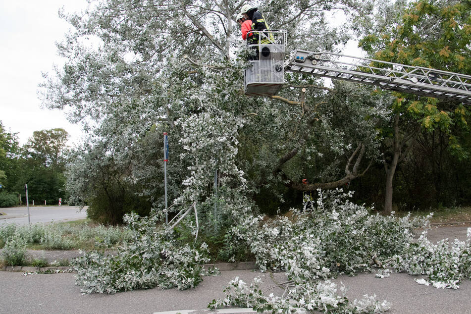 In der Theklaer Straße drohte ein Baum auf parkende Autos zu stürzen. Die Feuerwehr musste die Straße sperren und die gefährlichen Äste absägen.