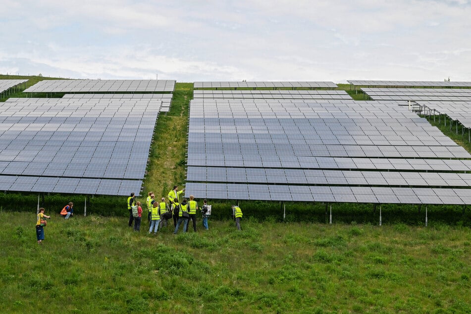 Unter den Solarpaneelen kann die Wiese weiter wachsen, was auch Insekten nützt.