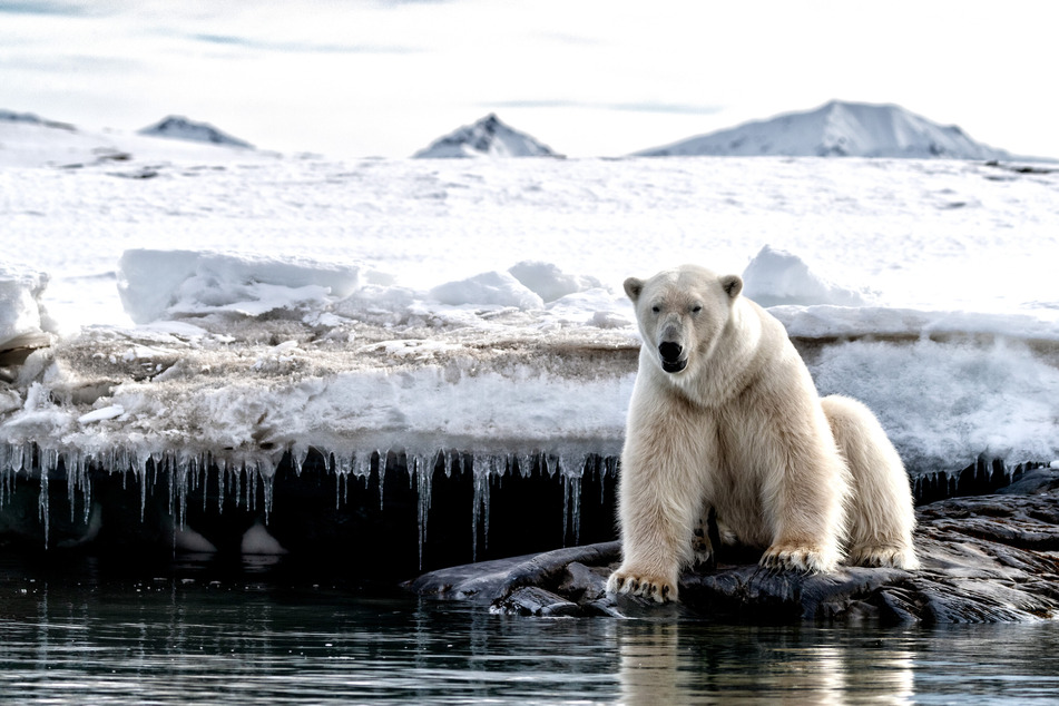 There are around 26,000 polar bears worldwide (stock image).