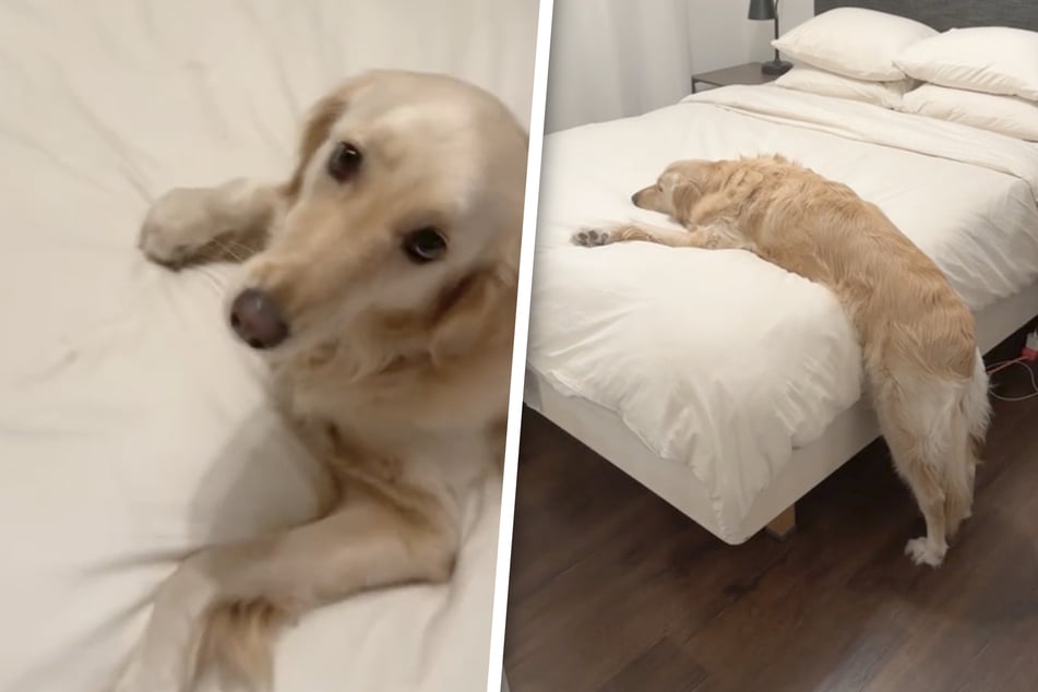 Wie ein Baby! Golden Retriever geht ohne süßes Ritual nicht ins Bett