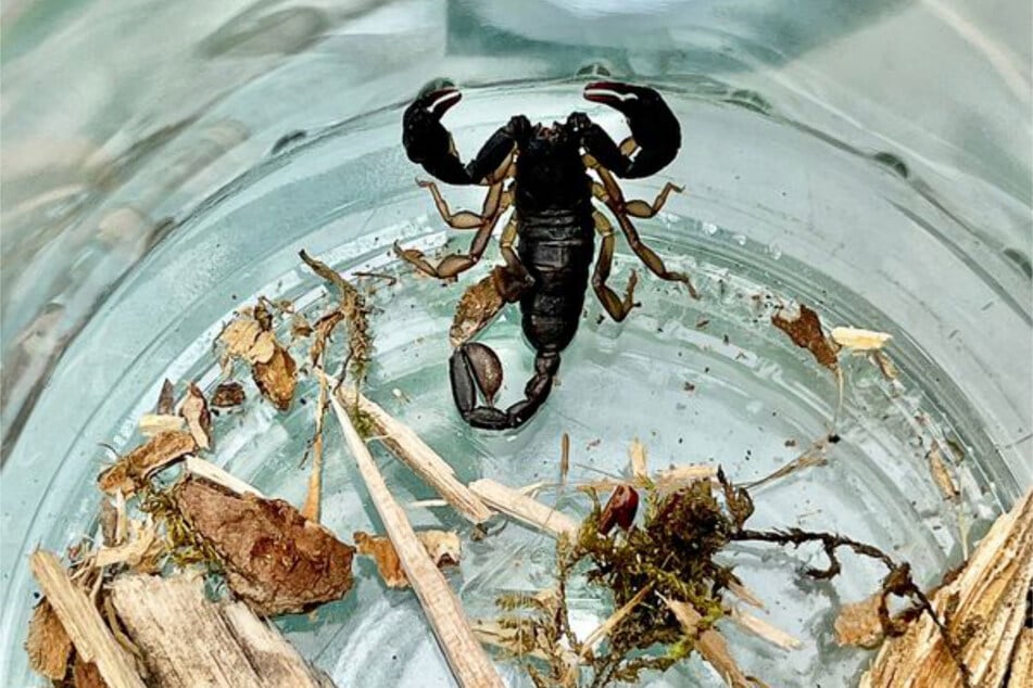 Das Tier wurde in ein Glas gesetzt.