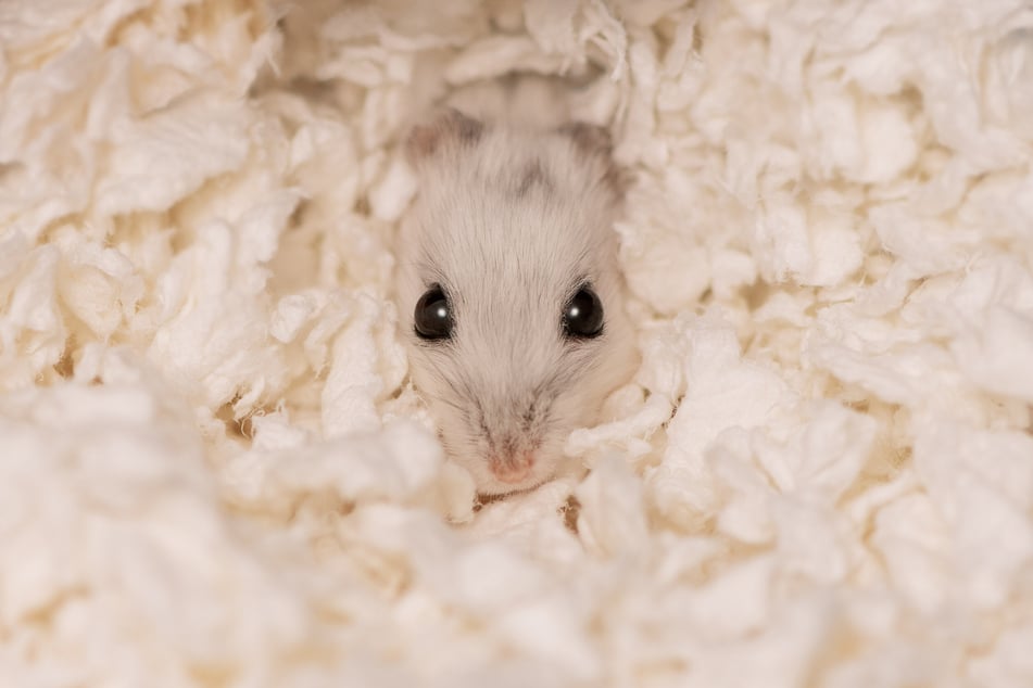 Hamster können sich mit geeigneter Einstreu und anderem Material warm halten.