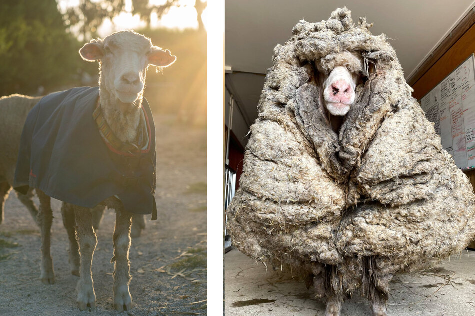Für Schaf Baarack muss es ein unglaublich befreiendes Gefühl sein, ohne diese verfilzte Wolle zu leben.