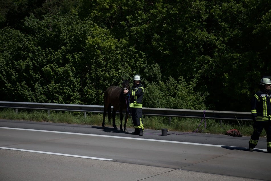 Das Pferd, das sich im Anhänger des Lastwagens befand, konnte trotz der dramatischen Umstände gerettet werden.