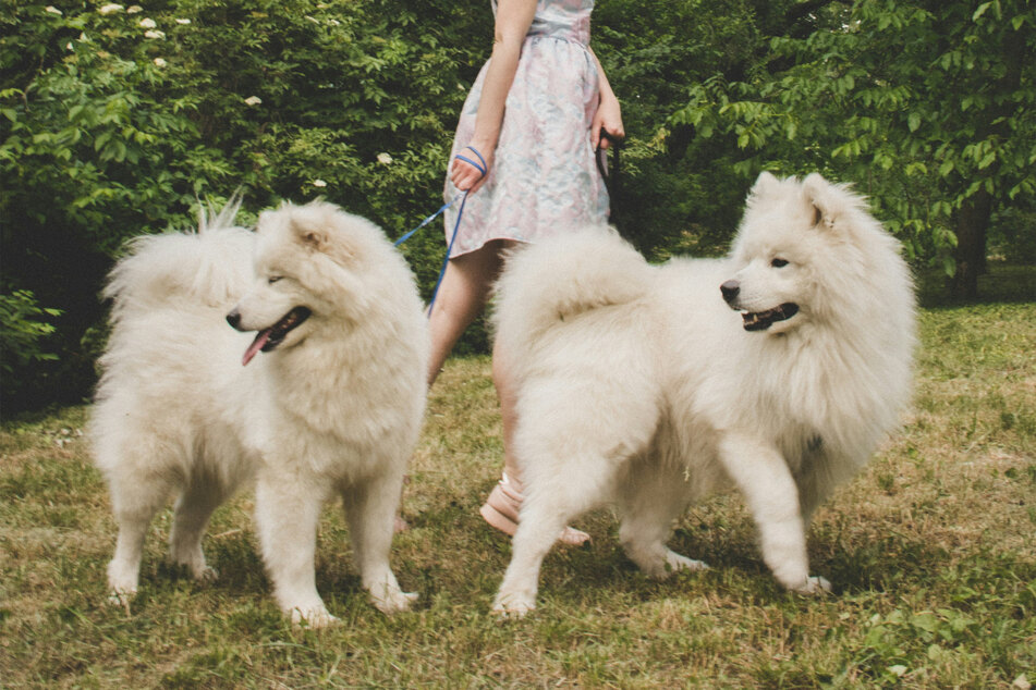 Samoyeds are some of the cutest and sweetest fluffy dogs out there.