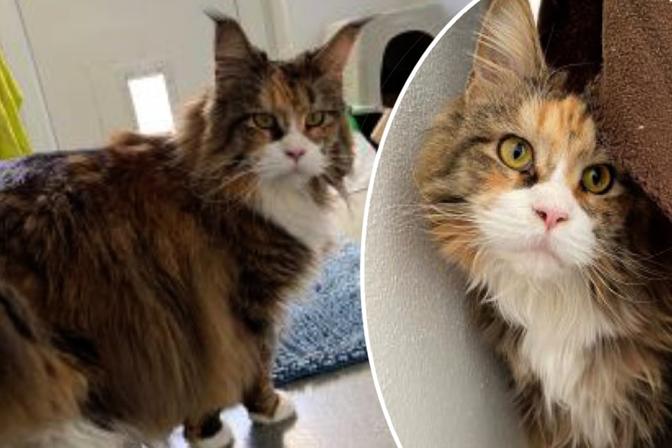 Bildhübsche Maine-Coon-Katze sucht Zuhause, doch die Sache hat einen Haken