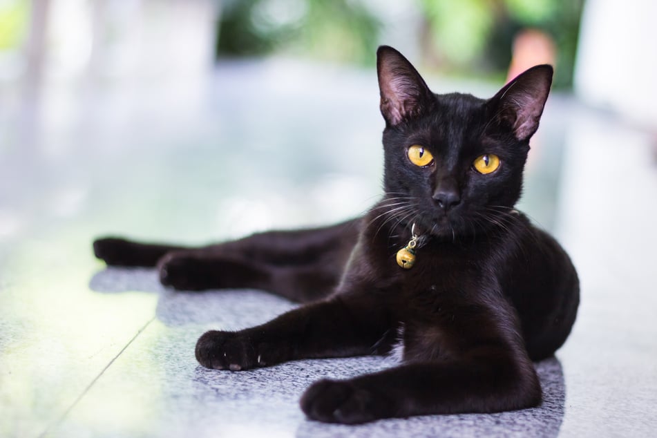 Schwarze Katzen gibt es als Exemplare verschiedener Rassen.