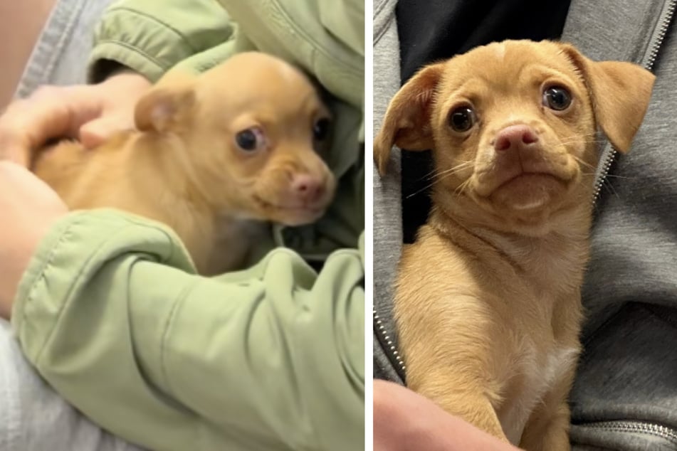 Welpe Carlito wurde von seinem neuen Besitzer erst vor Kurzem aus dem Tierheim geholt.