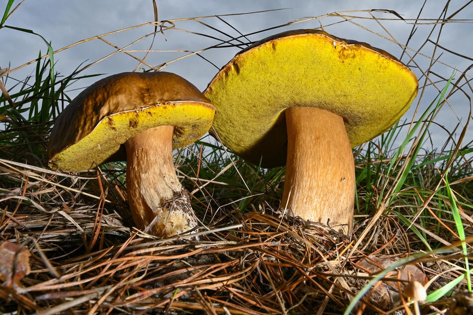 Im Herbst wachsen in Brandenburg viele Steinpilze.