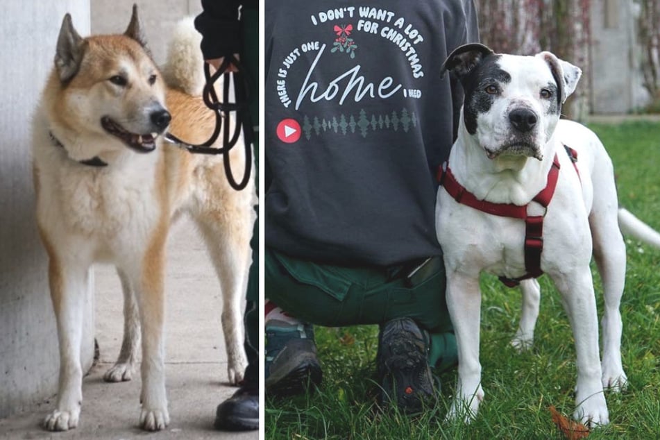 Black Week im Tierheim! Ganz besondere Angebote für Hunde und Katzen