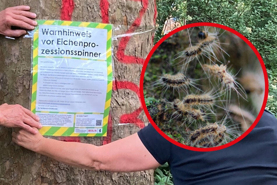 Berlin: Wie eine Raupe die halbe Stadt lahmlegt