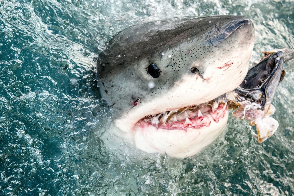 Um den Weißen Hai ranken sich zahlreiche Mythen und Vorurteile. Vor der Ostküste der USA wird sein Verhalten näher erforscht. (Symbolbild)
