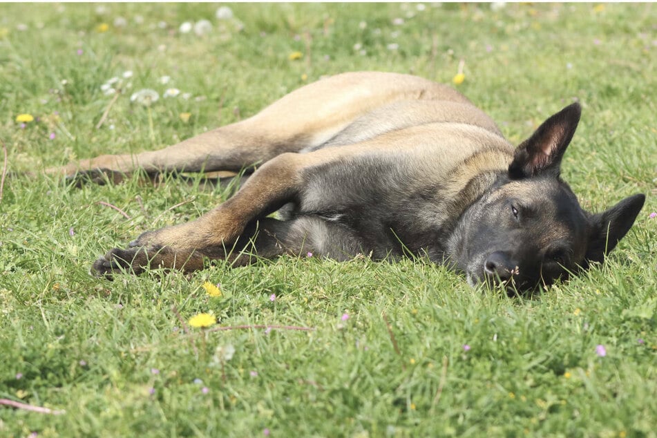 Tragisches Unglück: Neugier wird jungem Schäferhund zum Verhängnis