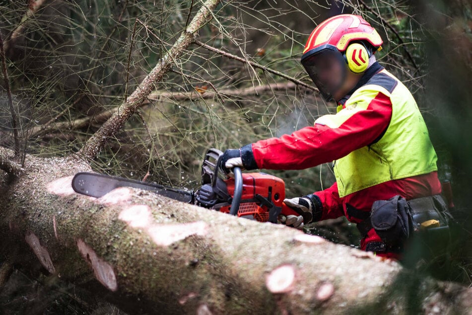 Am Freitag ist ein Waldarbeiter im Landkreis Märkisch-Oderland durch einen herabfallenden Baumstamm getötet worden. (Symbolfoto)
