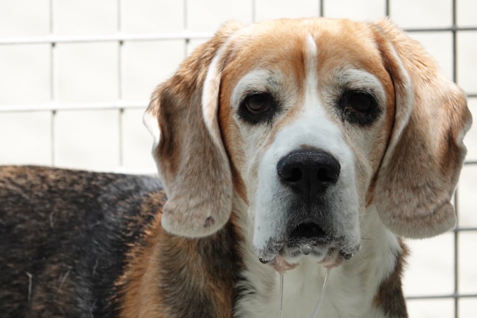 Beagle Paul wartet auf eine neue Familie.