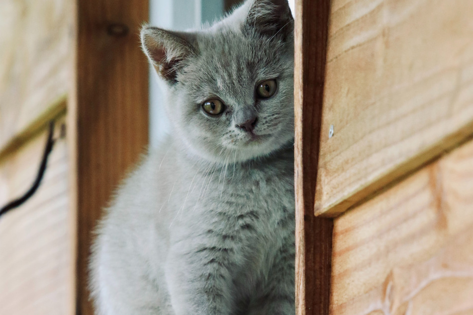 British shorthairs are curious cats that like to explore and investigate.