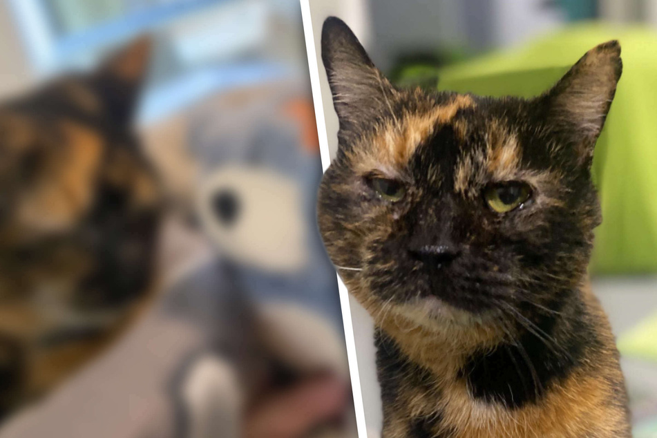 Katze wird vom Pech verfolgt: "Lotte" sehnt sich nach einem liebevollen Heim