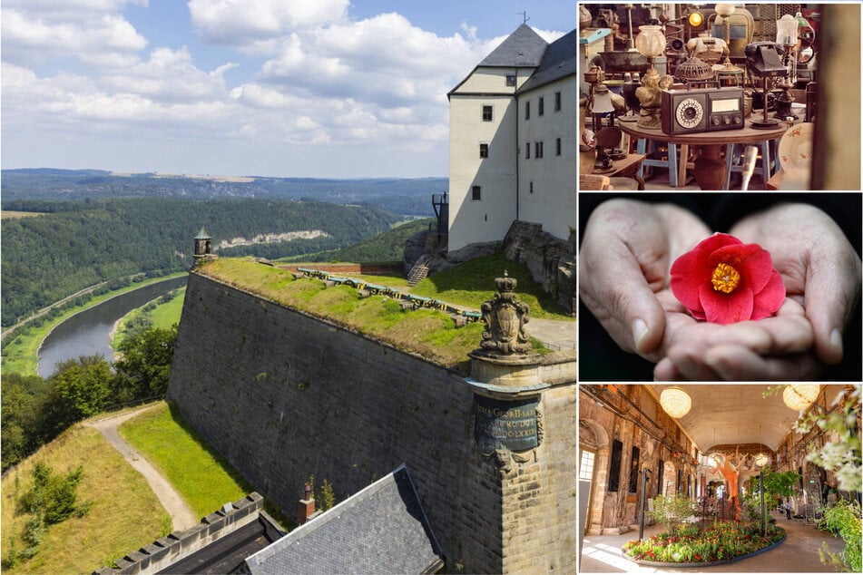 Dresden: Frühlingsgefühle in Dresden: Das könnt Ihr am Samstag erleben