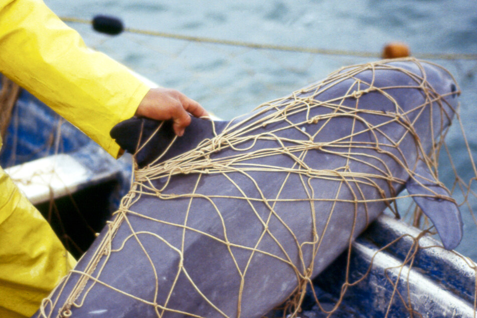 Ein viel zu häufiges Bild: Ein Vaquita hängt in einem Fischernetz fest.