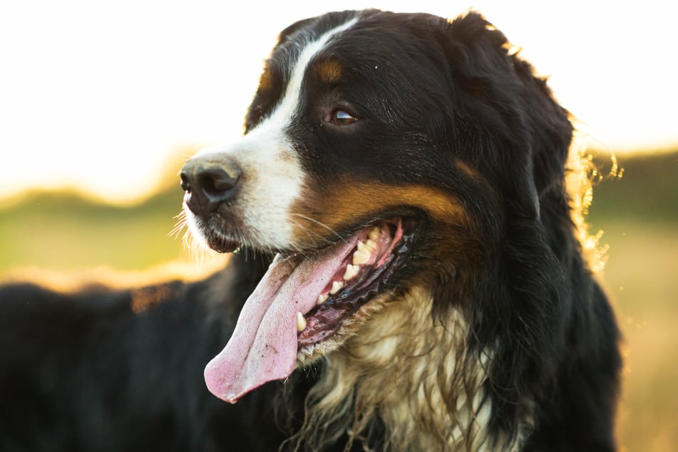 Ein Sennenhund hat in Bayern für Chaos gesorgt. (Symbolbild)