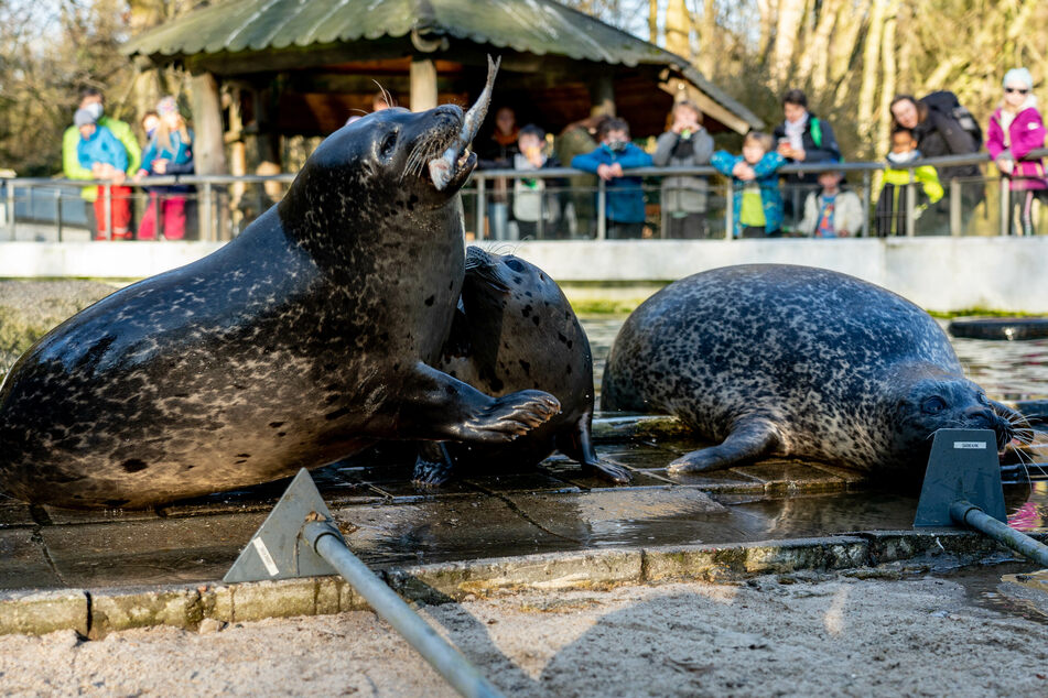 Im Tierpark Neumünster können rund 700 Tiere aus 97 Arten bestaunt werden.
