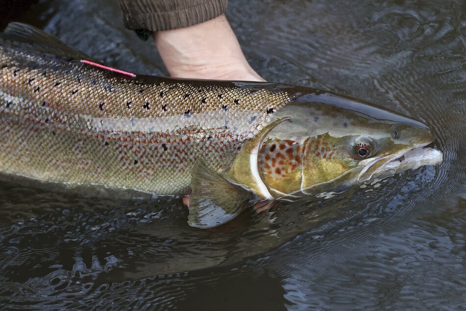 Ein Hoch auf den Lachs!