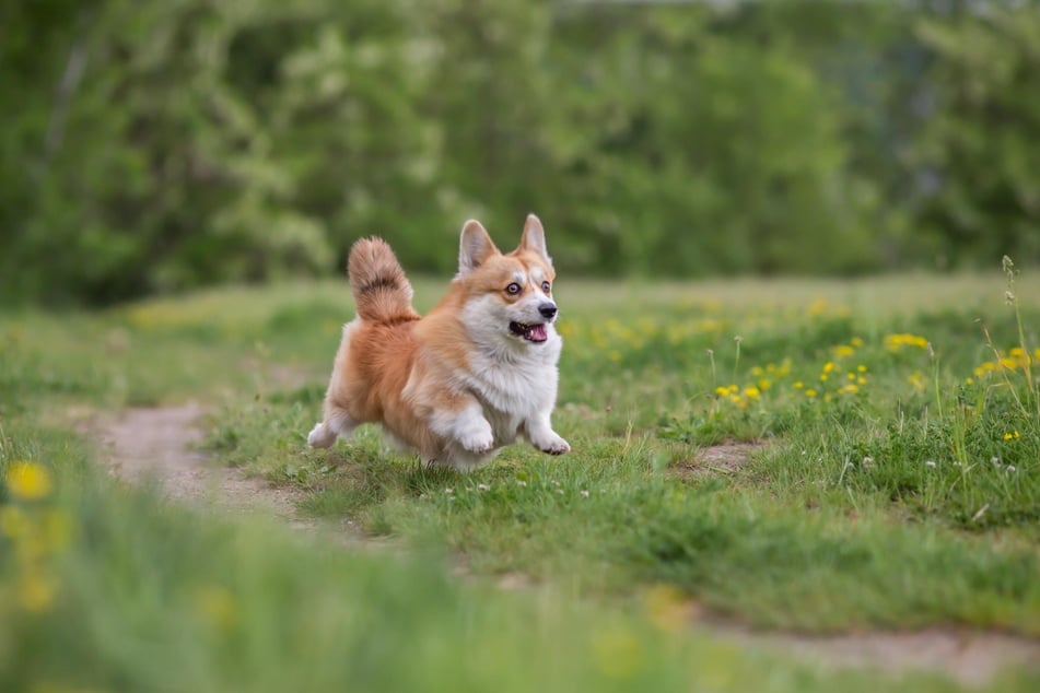 A dog may flee in panic after being stung or bitten by an insect.