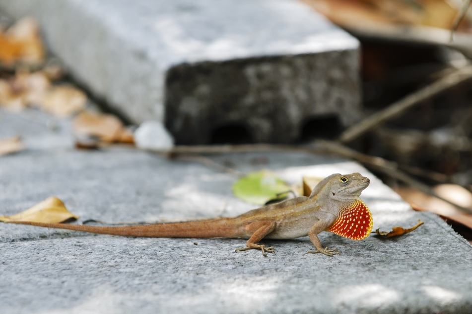 Researchers found that the Puerto Rican crested anole has evolved to survive in an urban setting.