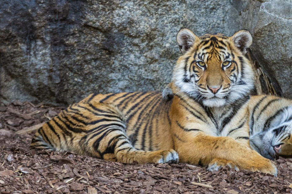 Berlin: Luise und Lotte haben ein neues Zuhause: Sumatra-Tiger ab jetzt im Berliner Zoo
