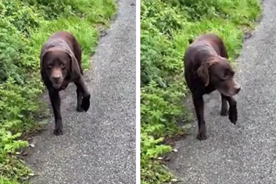 Bruce the dog came up with an ingenious idea for how to prolong his walk!