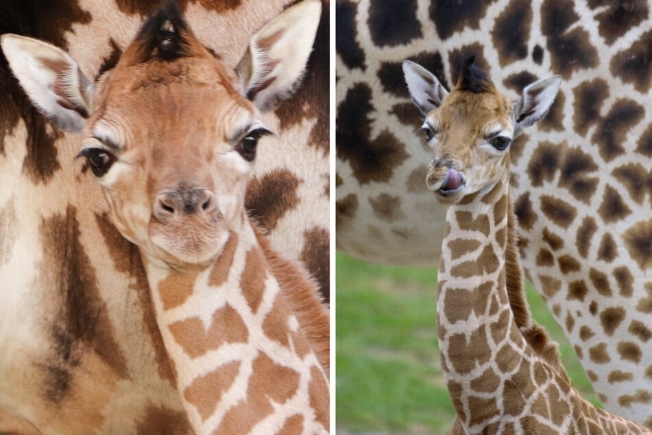 Berlin: Giraffen-Nachwuchs im Berliner Tierpark hat endlich einen Namen!