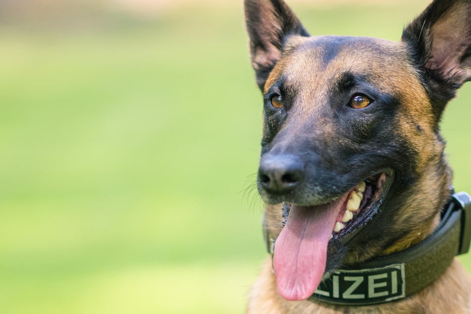 Hombre ataca cochecito con bebé; madre responde con un golpe: la policía persigue al agresor con un perro policía