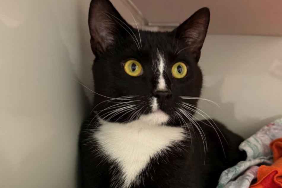 Samtpfote Angelo kam als Fundkater ins Bergheimer Tierheim. Jetzt träumt er von einem Neuanfang.