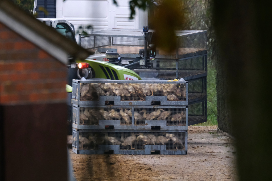 Kisten mit Enten stehen auf dem Gelände eines Geflügelbetriebs im Kreis Cloppenburg übereinander. Erstmals in diesem Herbst wurde dort in Niedersachsen die für Tiere hochansteckende Geflügelpest nachgewiesen worden, rund 39.000 Tieren müssen getötet werden.
