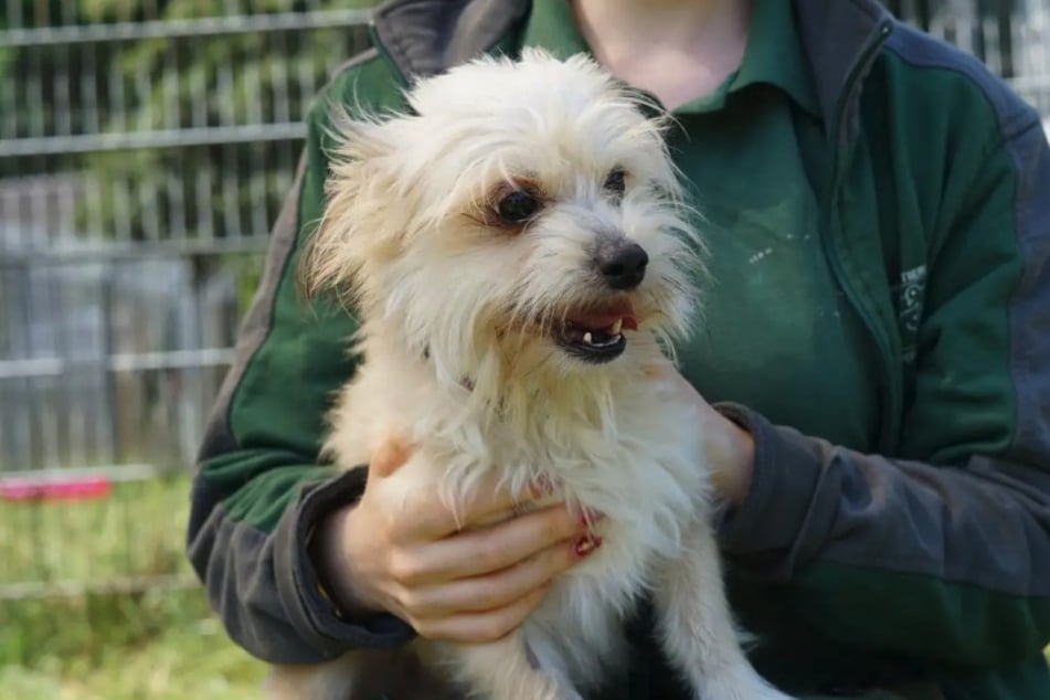 Theo ist ein aufgeweckter und fröhlicher Shih-Tzu-Mix.