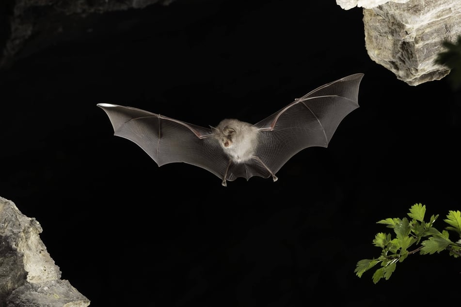 Schutzregelungen für Fledermausarten wie die Kleine Hufeisennase bleiben weiter bestehen.
