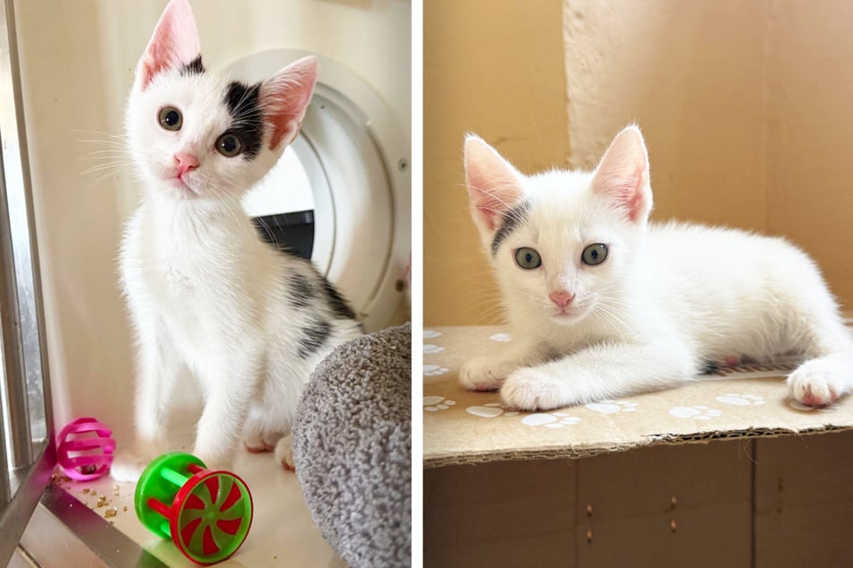 Und auch Elio (l.) und Yuki freuen sich, wenn sie endlich in ein Für-Immer-Zuhause ziehen können.